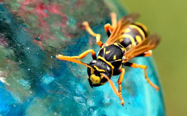Animal wasp HD Desktop Wallpaper | Background Image