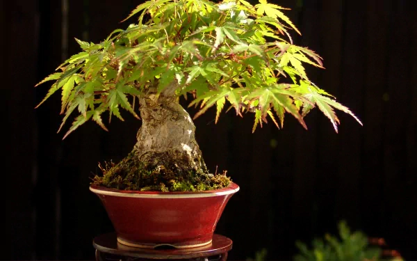 HD desktop wallpaper showcasing a beautifully cultivated bonsai tree in a red pot with intricate branching and green foliage, set against a dark background. Tags: nature, bonsai.