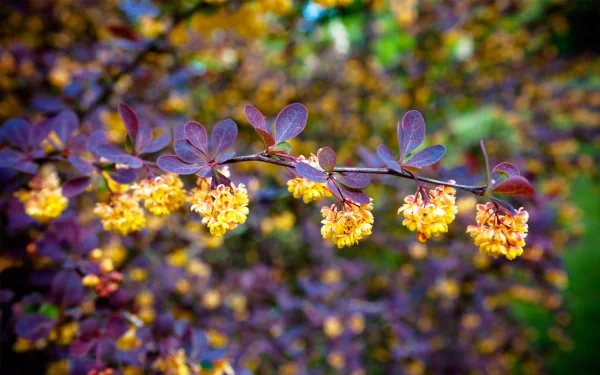 nature branch HD Desktop Wallpaper | Background Image