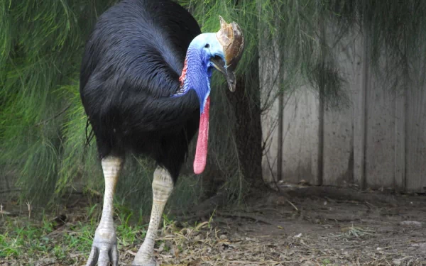 Animal cassowary HD Desktop Wallpaper | Background Image