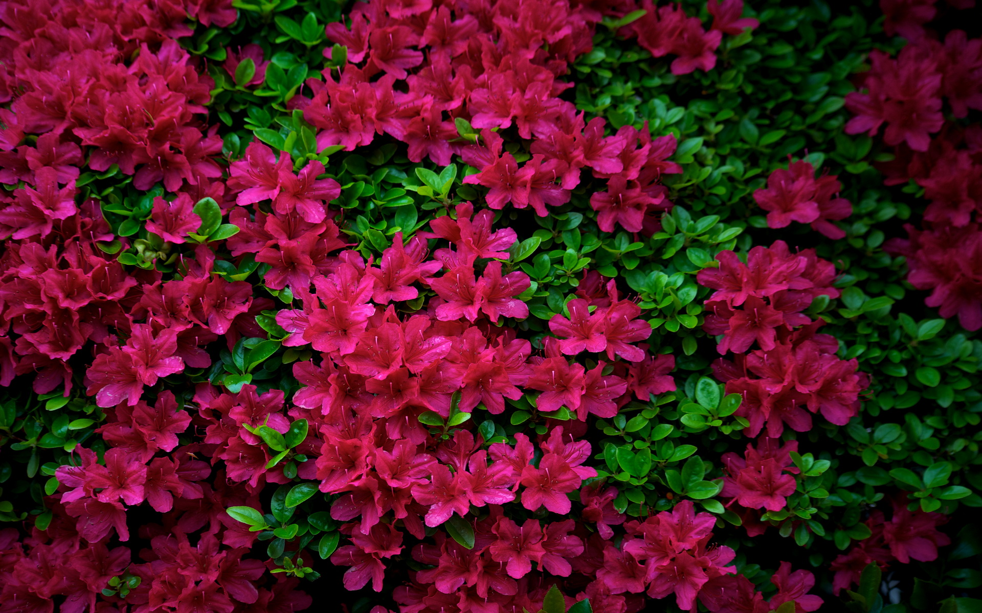 Nature Azalea HD Wallpaper | Background Image