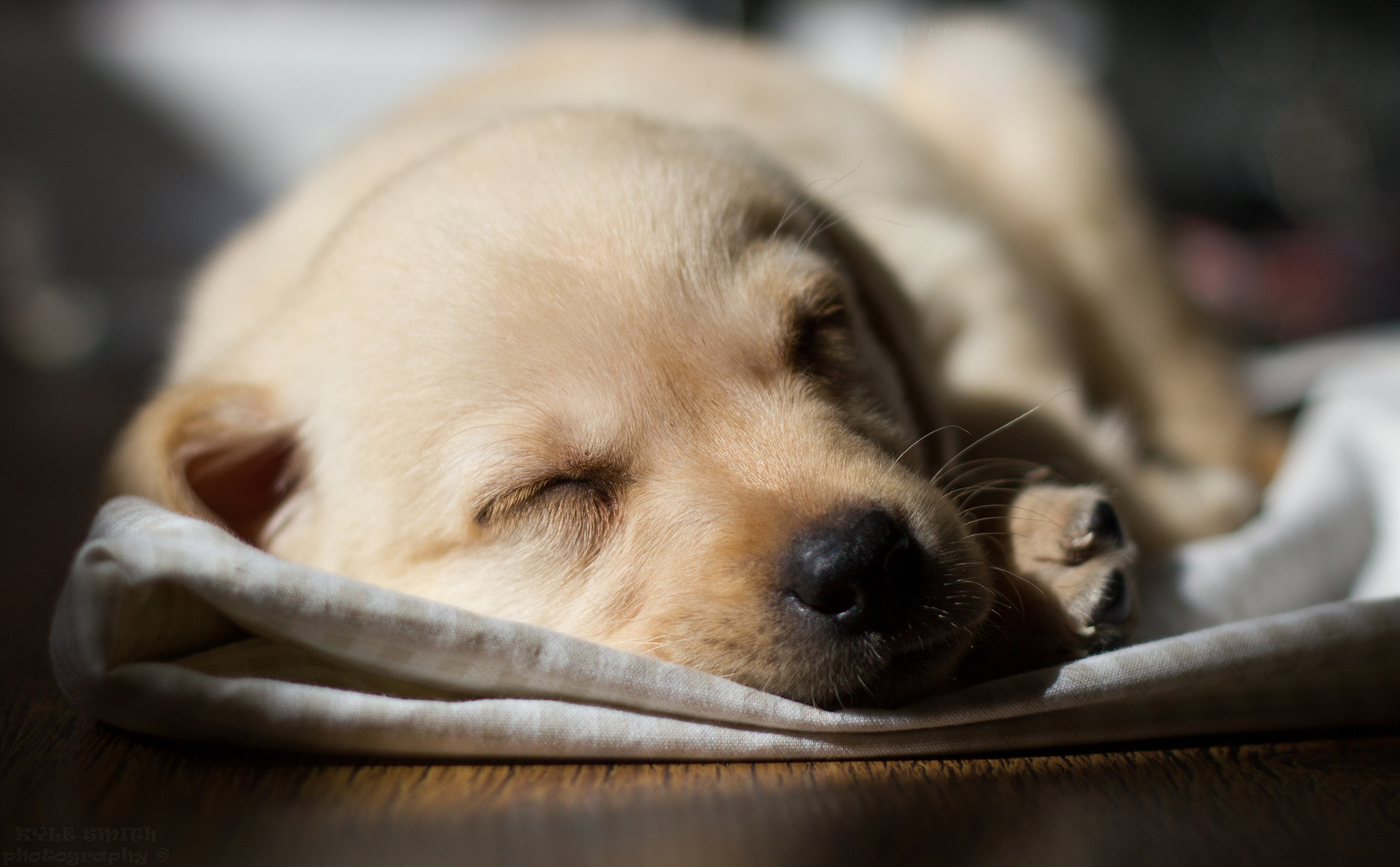 Puppy Full HD Wallpaper and Background | 2048x1269 | ID:430430