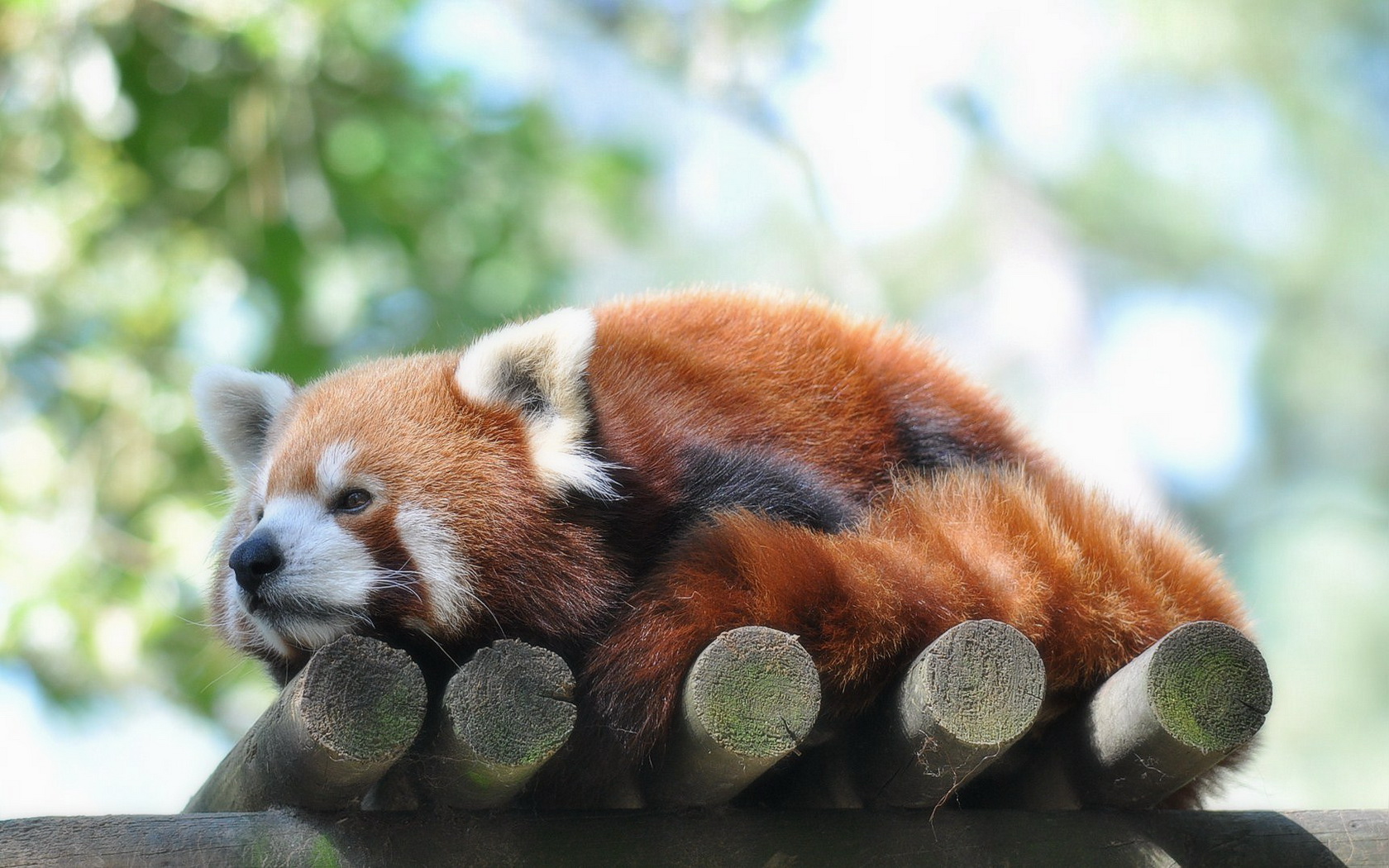 red panda pounce gif
