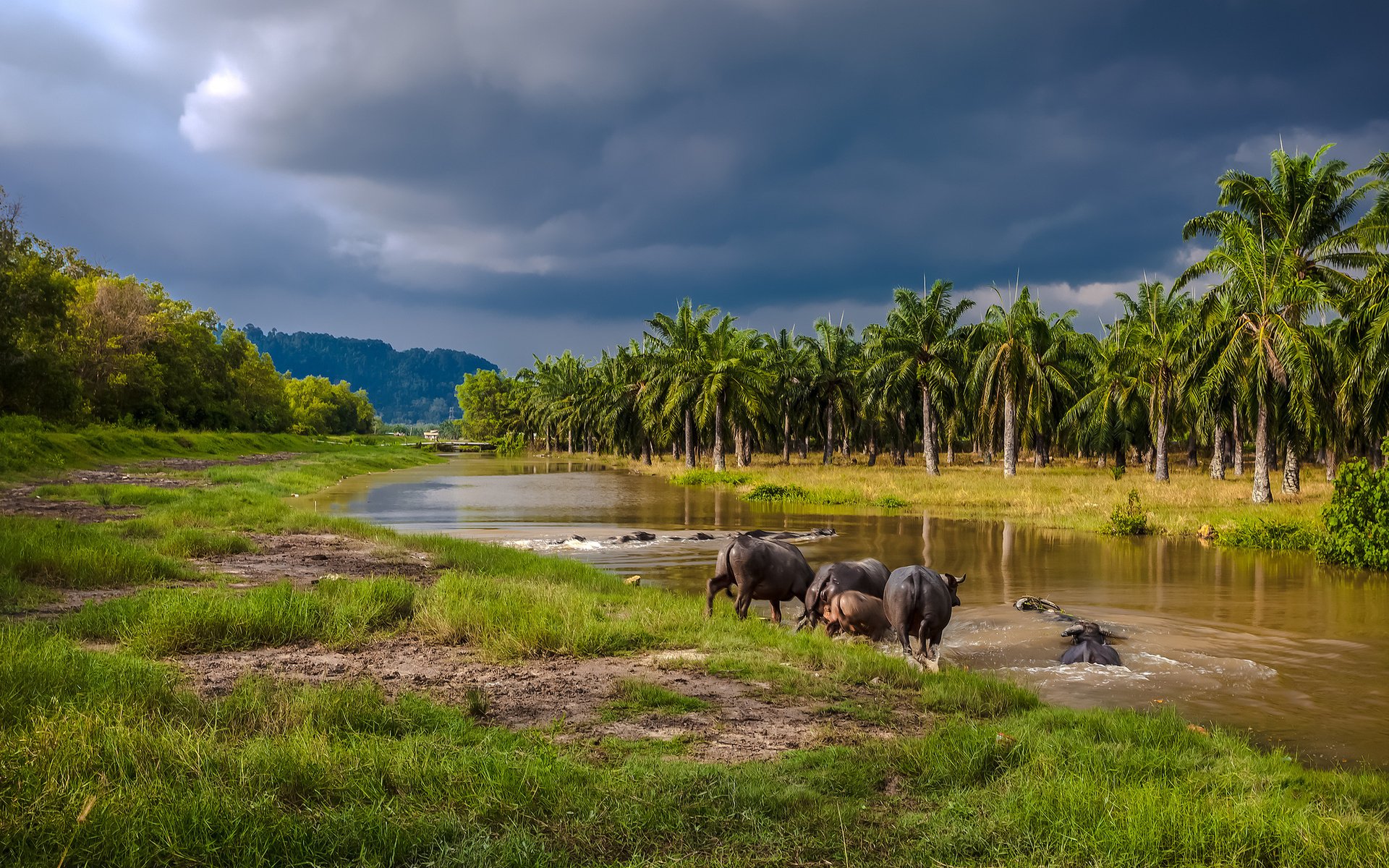 HD desktop wallpaper of a serene river scene with water buffalo in the shallow water, surrounded by lush greenery and palm trees under a dramatic cloudy sky.