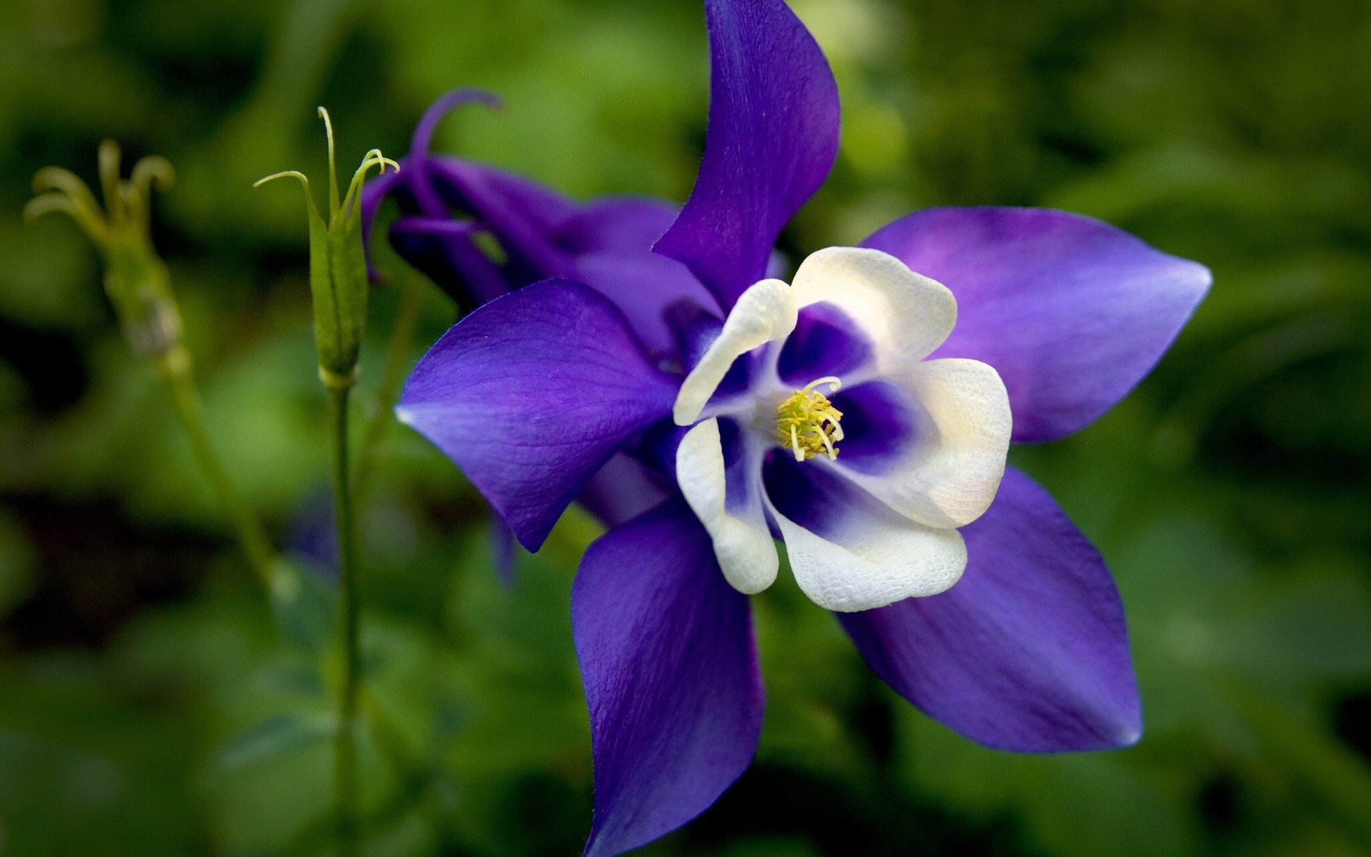 HD desktop wallpaper of a vibrant purple and white flower in full bloom set against a soft-focus green nature background.