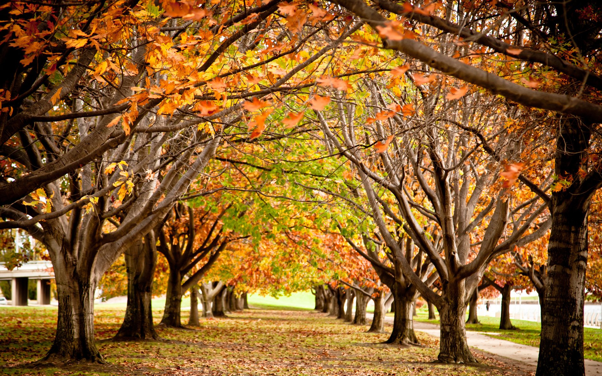 Деревья в парке осенью