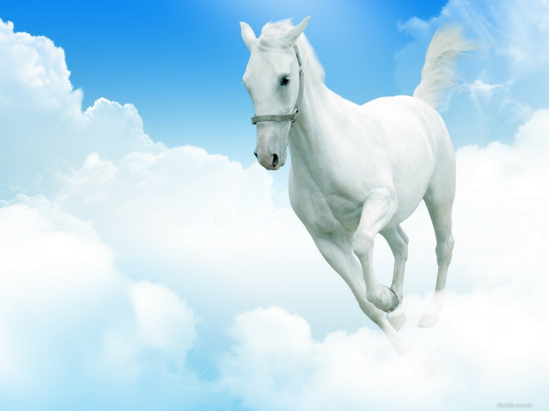 A stunning HD desktop wallpaper featuring a graceful white horse galloping through fluffy clouds under a bright blue sky.