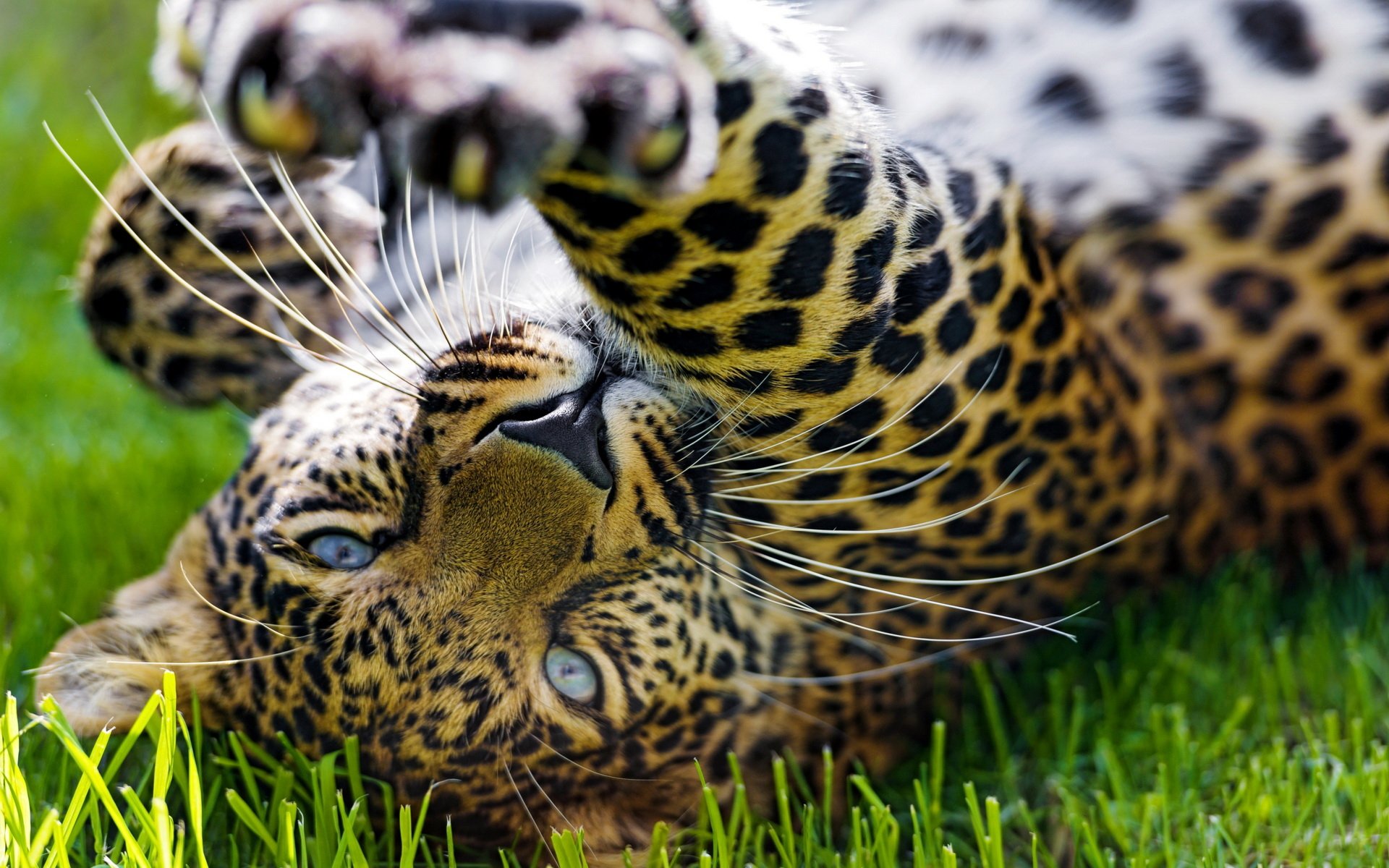 Download Animal Jaguar HD Wallpaper
