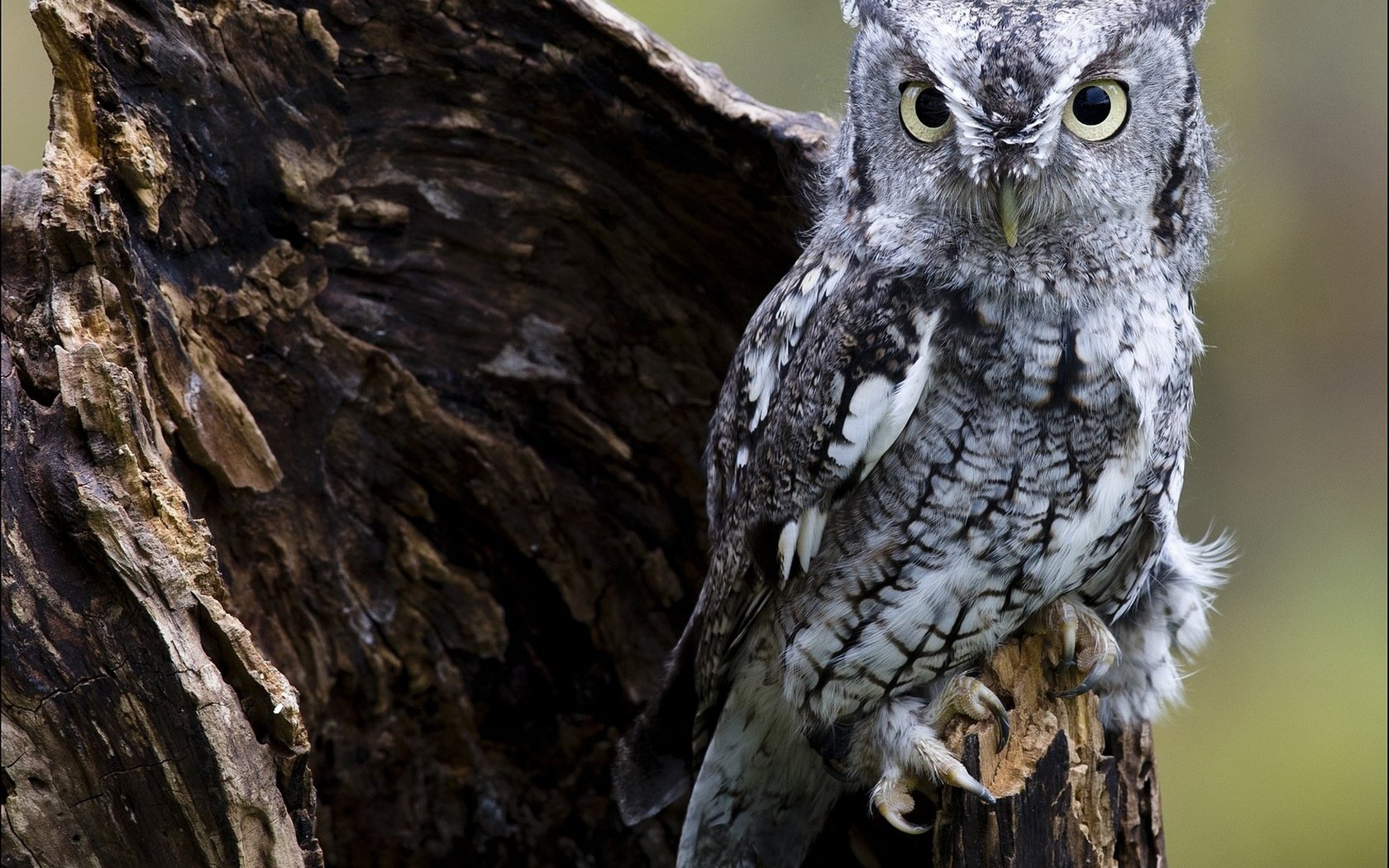 Download Animal Owl Wallpaper