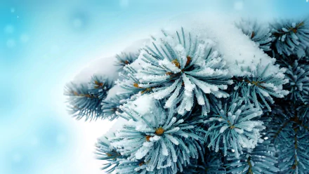 nature pine tree HD Desktop Wallpaper | Background Image