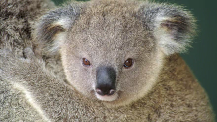 Close-up of a koala with soft gray fur and round ears, captured in HD, making a striking animal-themed PC desktop wallpaper and background.
