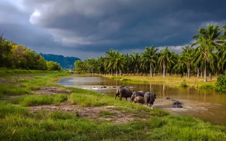 nature river HD Desktop Wallpaper | Background Image