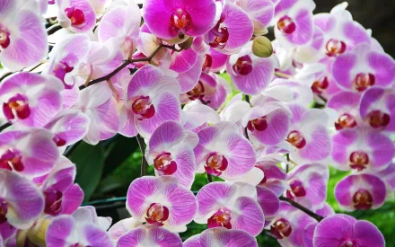HD PC desktop wallpaper of pink and white Phalaenopsis orchids clustered in nature, close-up of petals, buds and green leaves.