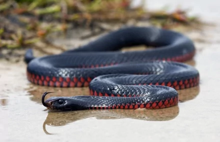 Close-up HD image of a red-bellied black snake with glossy black scales and vibrant red underbelly, resting on a wet surface as an animal desktop wallpaper.