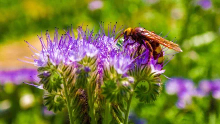flower Animal hornet HD Desktop Wallpaper | Background Image