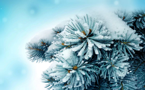 nature pine tree HD Desktop Wallpaper | Background Image