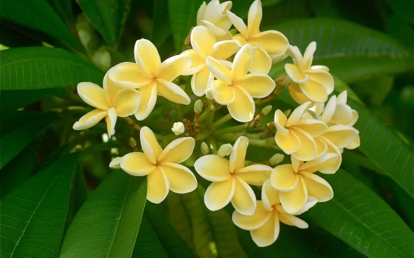 nature frangipani HD Desktop Wallpaper | Background Image