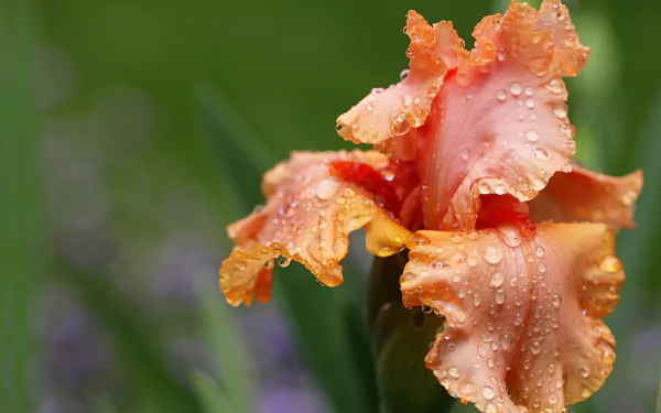 nature iris HD Desktop Wallpaper | Background Image