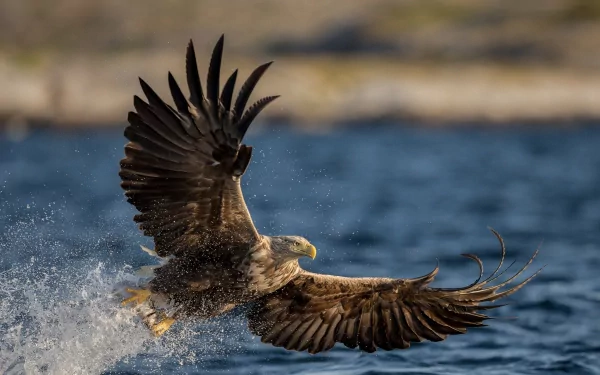 A white-tailed eagle spreads its wings wide, skimming low over the water in this HD desktop wallpaper capturing the bird's powerful grace in flight.