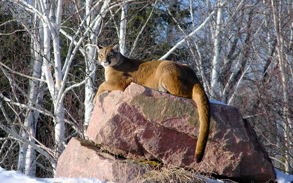 HD desktop wallpaper featuring a cougar resting on large rocks in a forest with bare trees in the background.