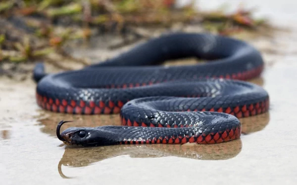 Close-up HD image of a red-bellied black snake with glossy black scales and vibrant red underbelly, resting on a wet surface as an animal desktop wallpaper.