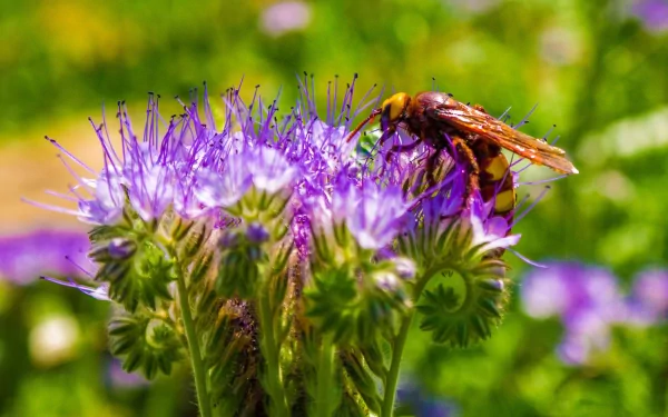 flower Animal hornet HD Desktop Wallpaper | Background Image