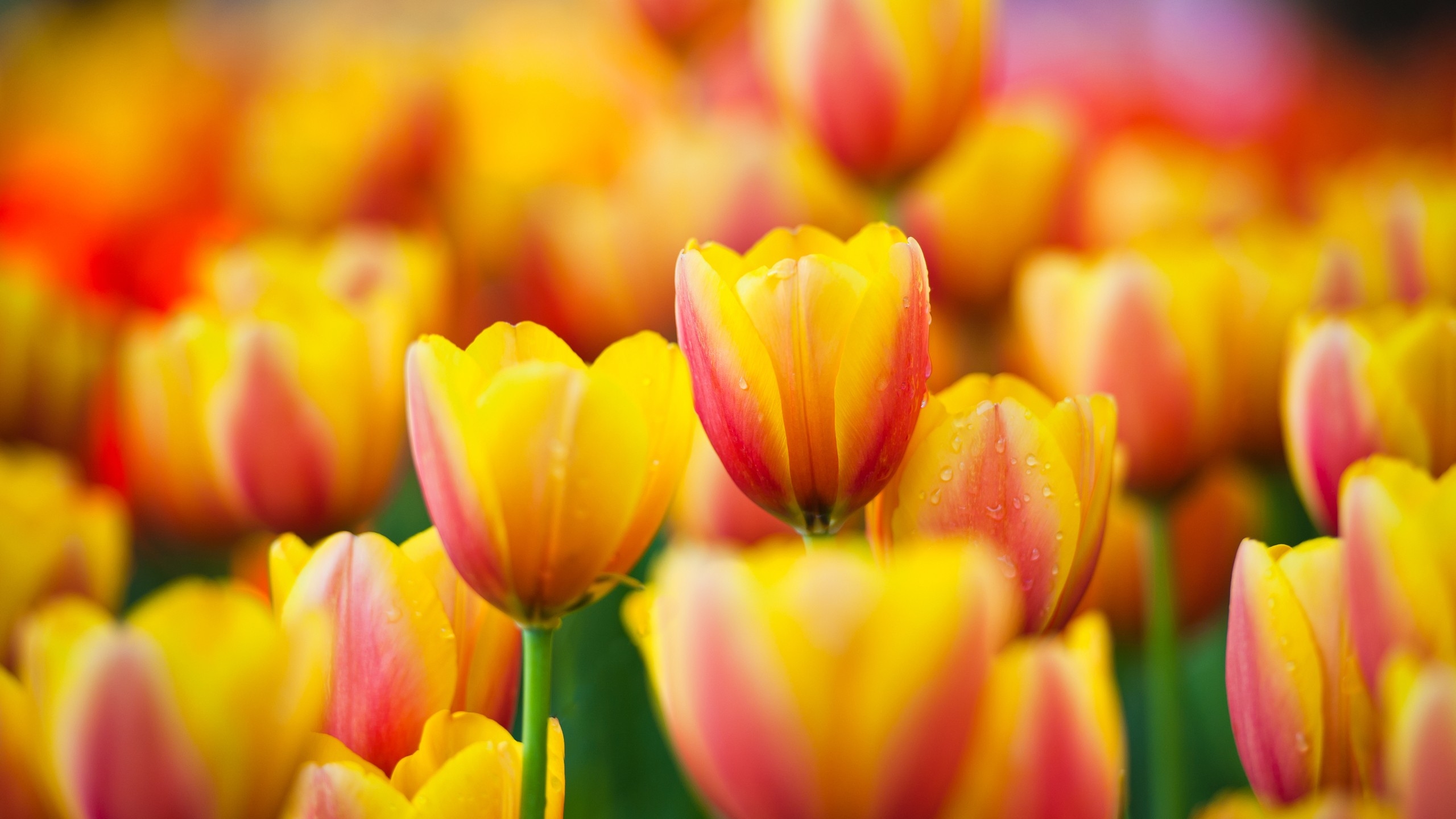 Tulip HD Wallpaper Background Image 2560x1440