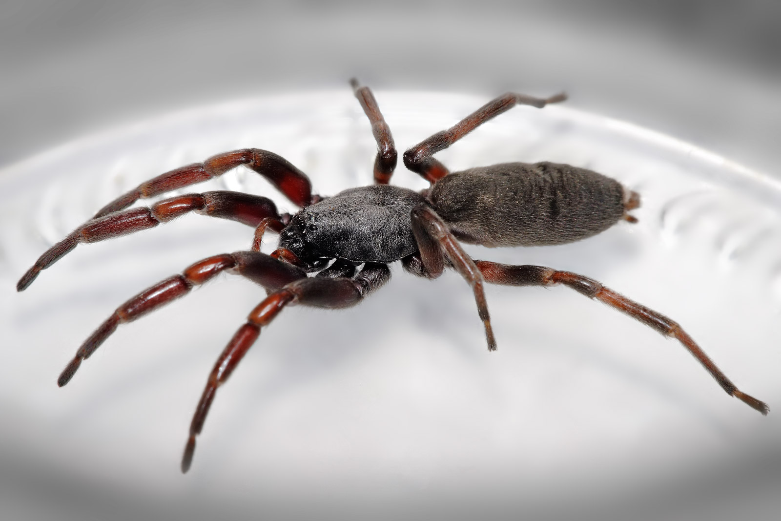 Animal White Tail Spider HD Wallpaper | Background Image