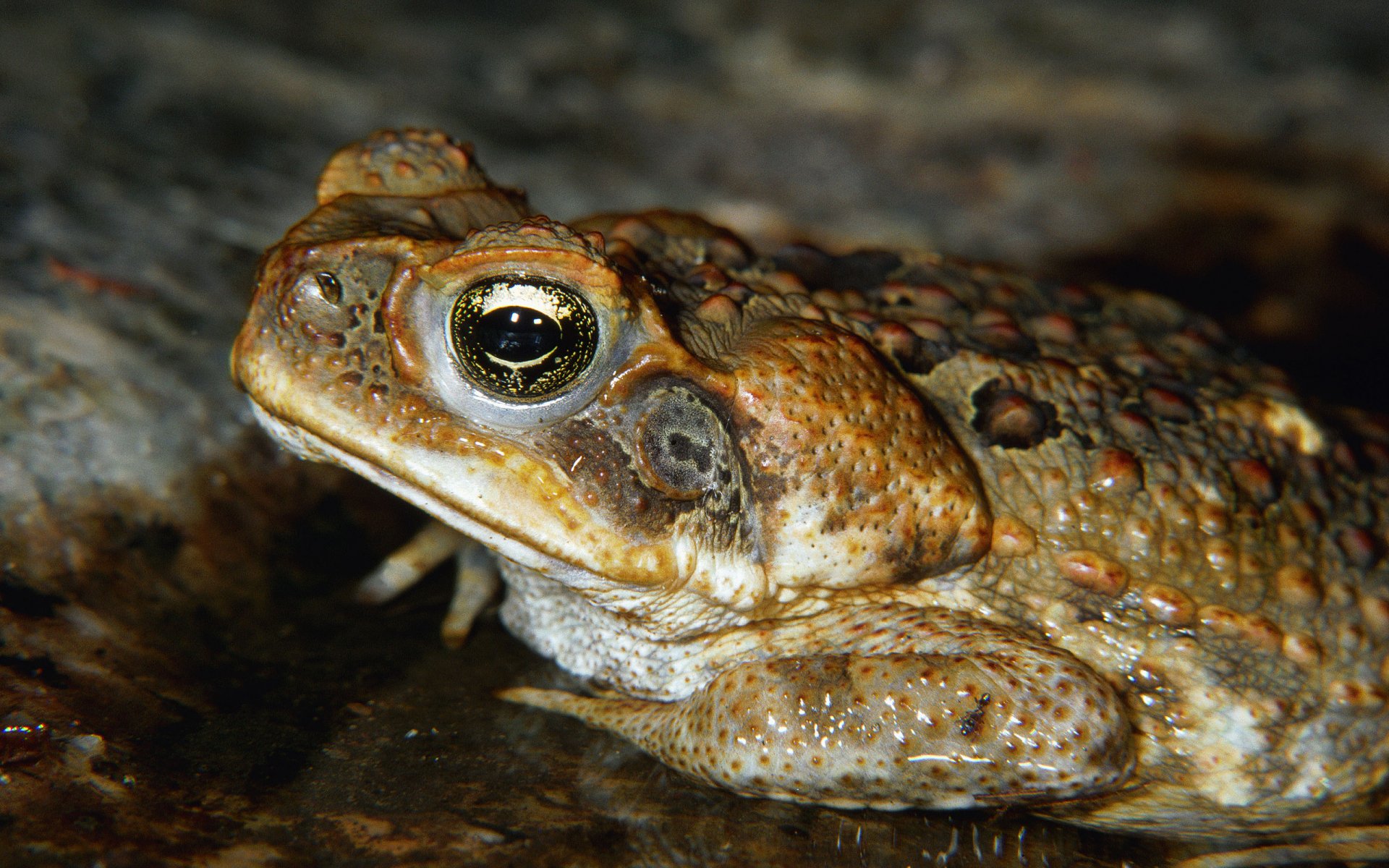 Download Animal Toad HD Wallpaper