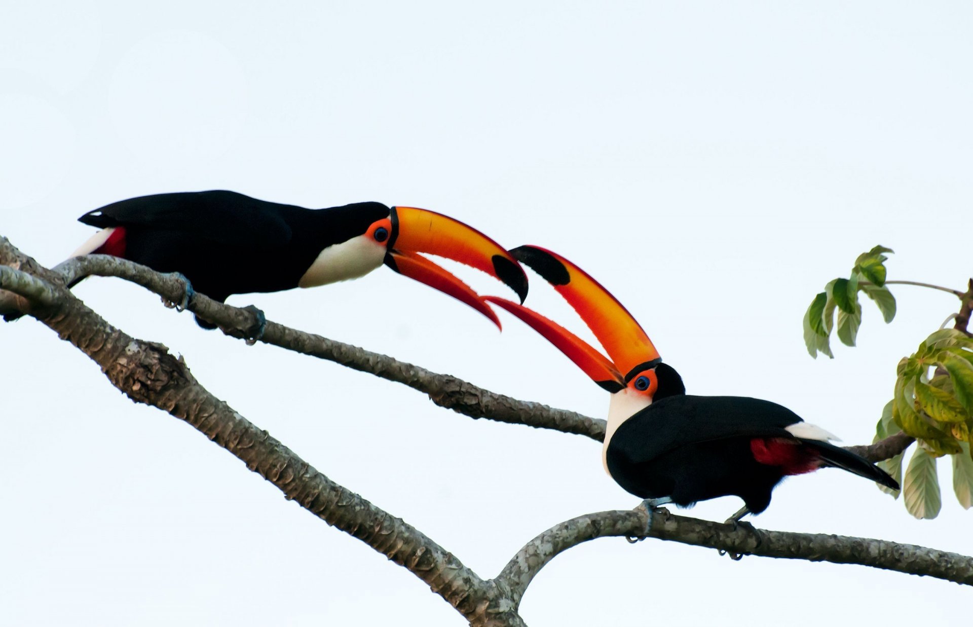HD desktop wallpaper featuring two vibrant toco toucans perched on a tree branch against a clear sky background.