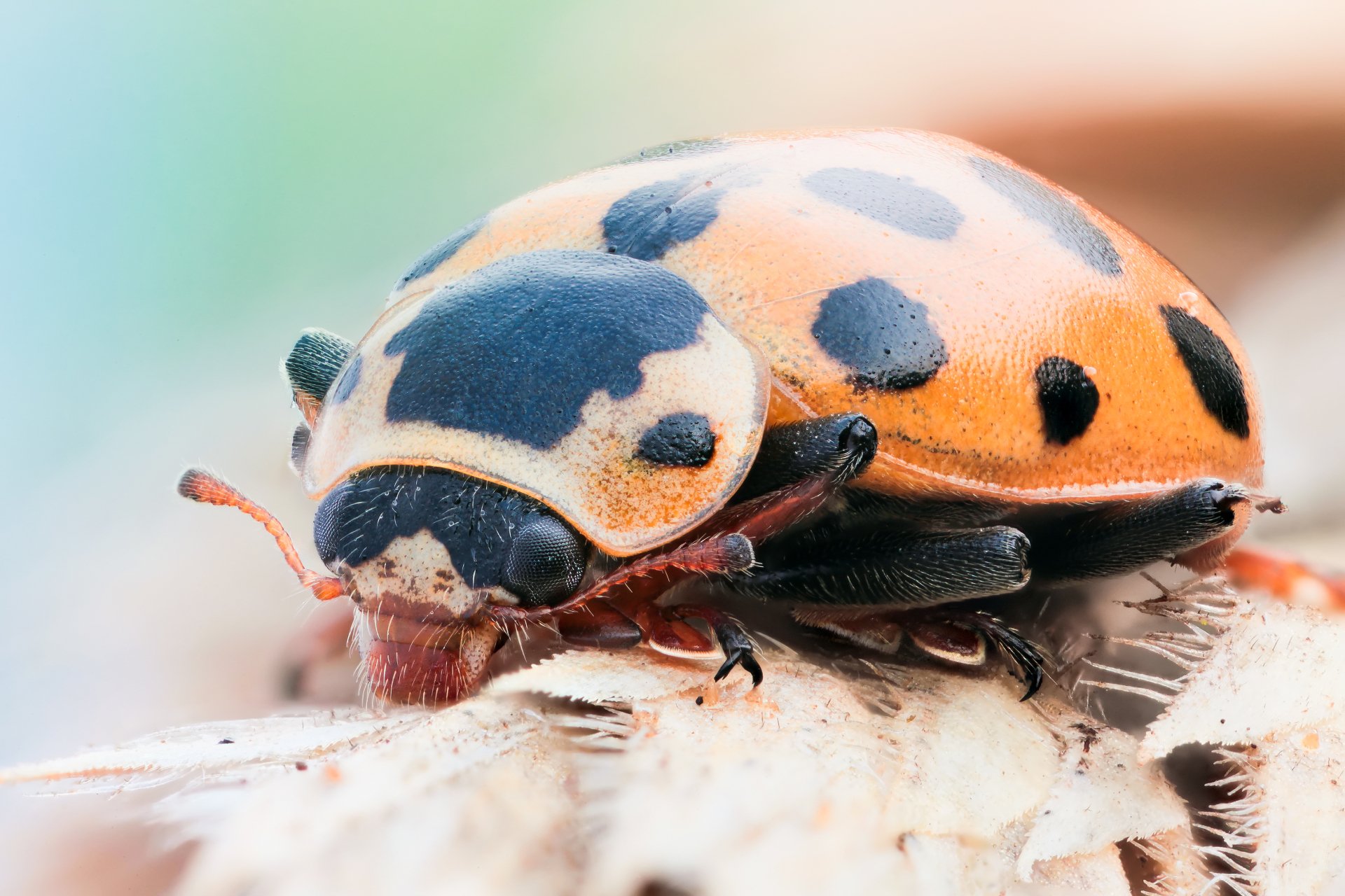 Download Animal Ladybug HD Wallpaper