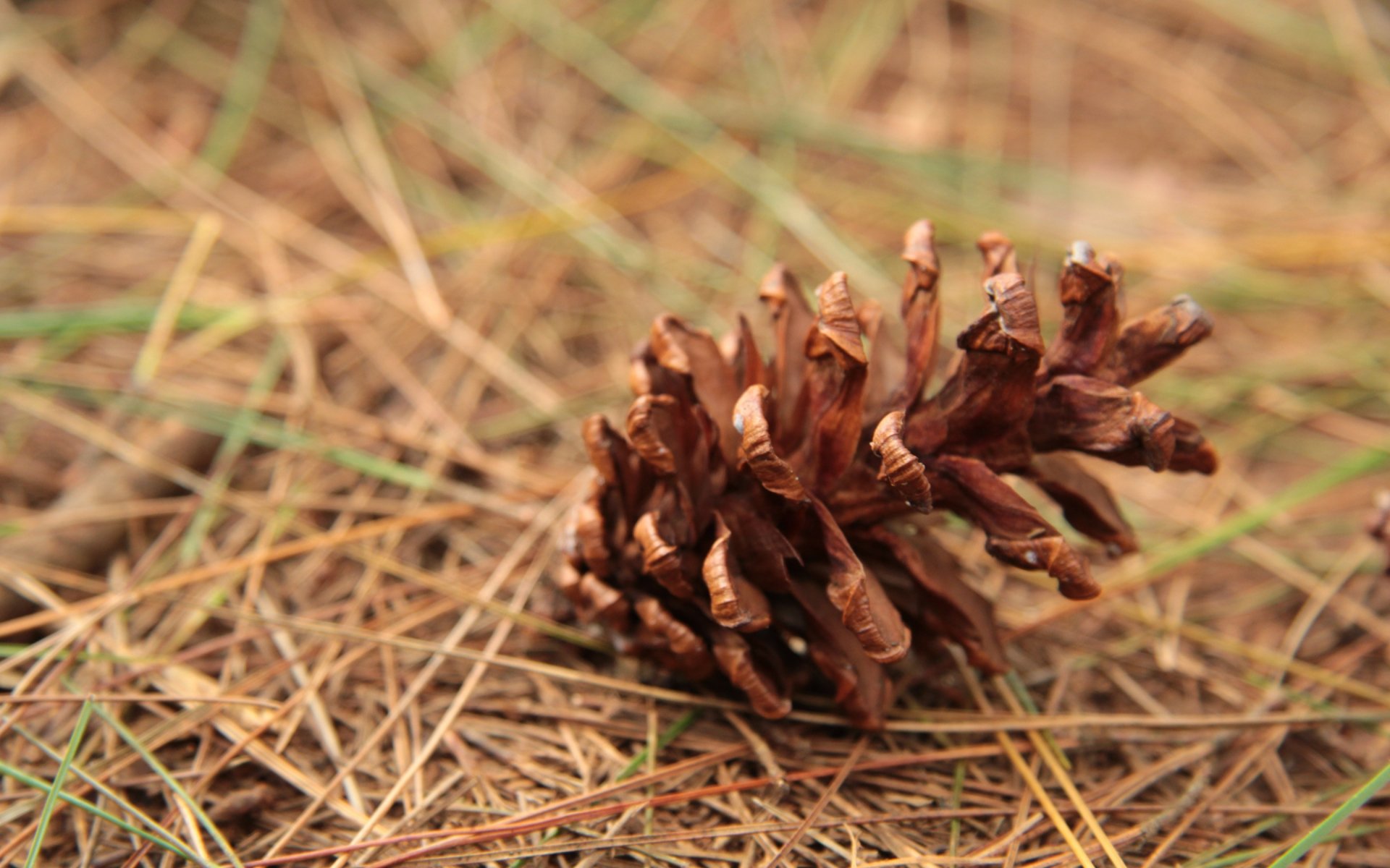 Pinecone Full Hd Wallpaper And Background Image HD Wallpapers Download Free Images Wallpaper [wallpaper981.blogspot.com]