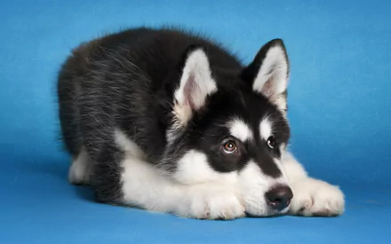 A close-up of a black and white husky lying down against a vibrant blue background, creating a striking HD desktop wallpaper that showcases the dog's playful charm.