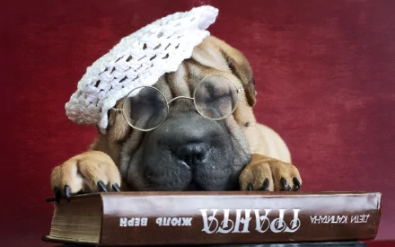 A charming Shar Pei wearing a knitted hat and glasses rests on a book, set against a vibrant red background. This HD image makes a delightful desktop wallpaper.