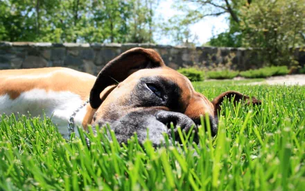 HD PC desktop wallpaper: boxer dog lying in bright green lawn, close-up of its relaxed face with trees and a stone wall in the background.