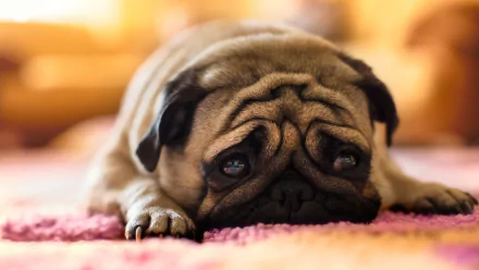 HD desktop wallpaper featuring a close-up shot of a pug lying on a pink rug, looking directly at the camera with a serene expression.