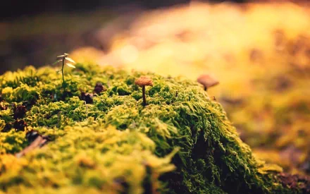 HD desktop wallpaper featuring a close-up of a small mushroom and lush moss in a natural setting, illuminated by warm sunlight.