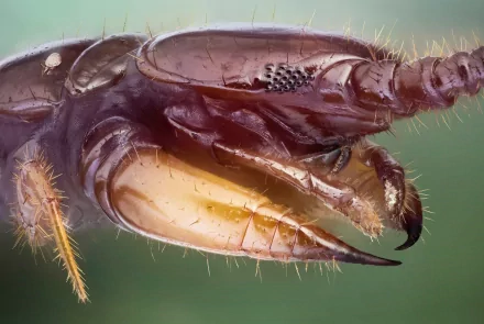 Animal centipede HD Desktop Wallpaper | Background Image