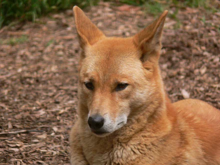Animal dingo HD Desktop Wallpaper | Background Image
