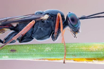 Animal insect HD Desktop Wallpaper | Background Image