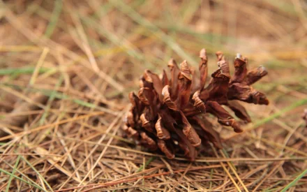 Brown pine cone resting on dry pine needles — 2K Quad HD nature PC desktop wallpaper/background