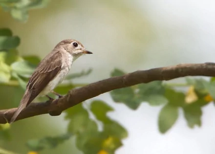 HD PC desktop wallpaper of a small flycatcher (animal) perched on a leafy branch against a soft green bokeh background.