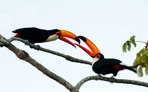 Animal Toco toucan Birds Toucans HD Wallpaper | Background Image