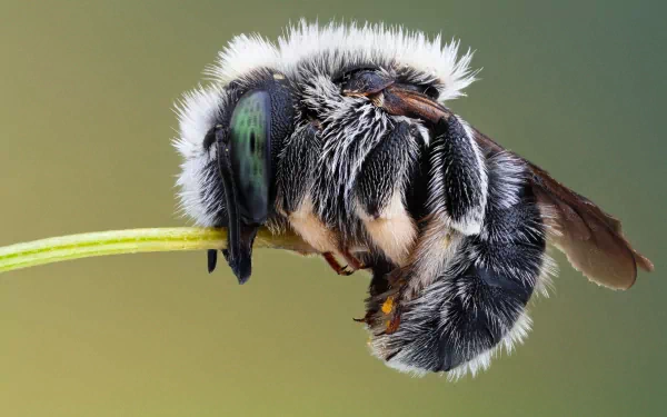 Animal insect HD Desktop Wallpaper | Background Image