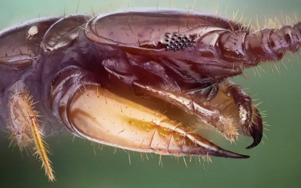 Animal centipede HD Desktop Wallpaper | Background Image