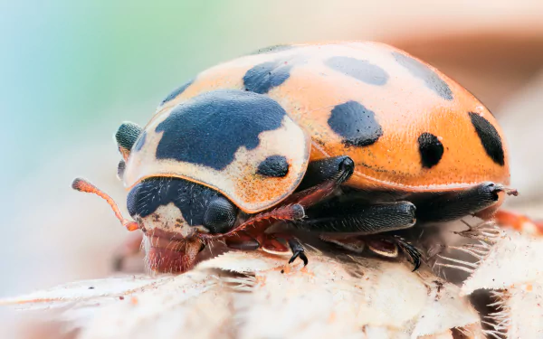 Animal ladybug HD Desktop Wallpaper | Background Image