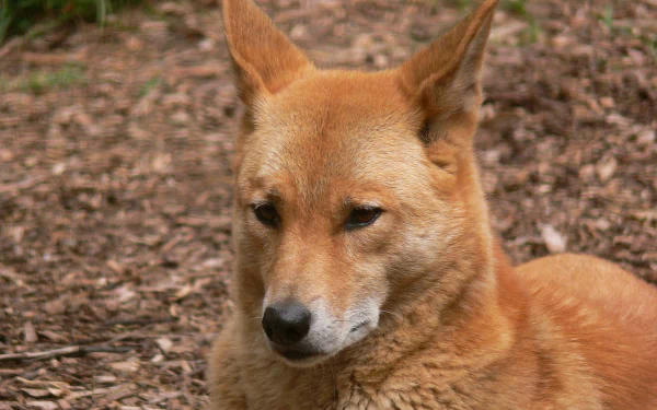 Animal dingo HD Desktop Wallpaper | Background Image