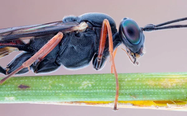 Animal insect HD Desktop Wallpaper | Background Image