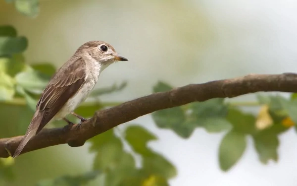 HD PC desktop wallpaper of a small flycatcher (animal) perched on a leafy branch against a soft green bokeh background.