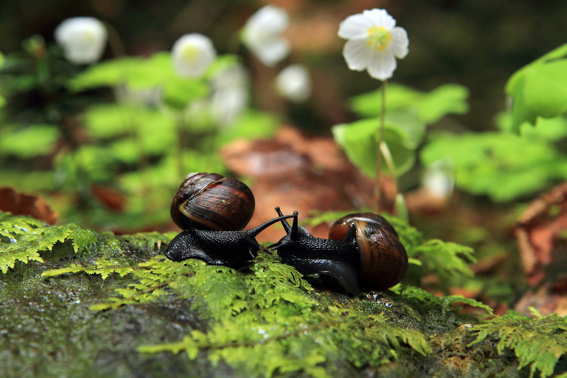 Download Animal Snail HD Wallpaper